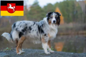 Read more about the article Australian Shepherd breeders and puppies in Lower Saxony