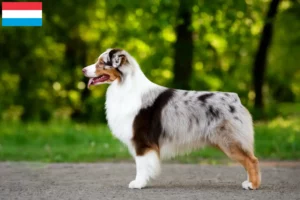 Read more about the article Australian Shepherd breeders and puppies in Luxembourg