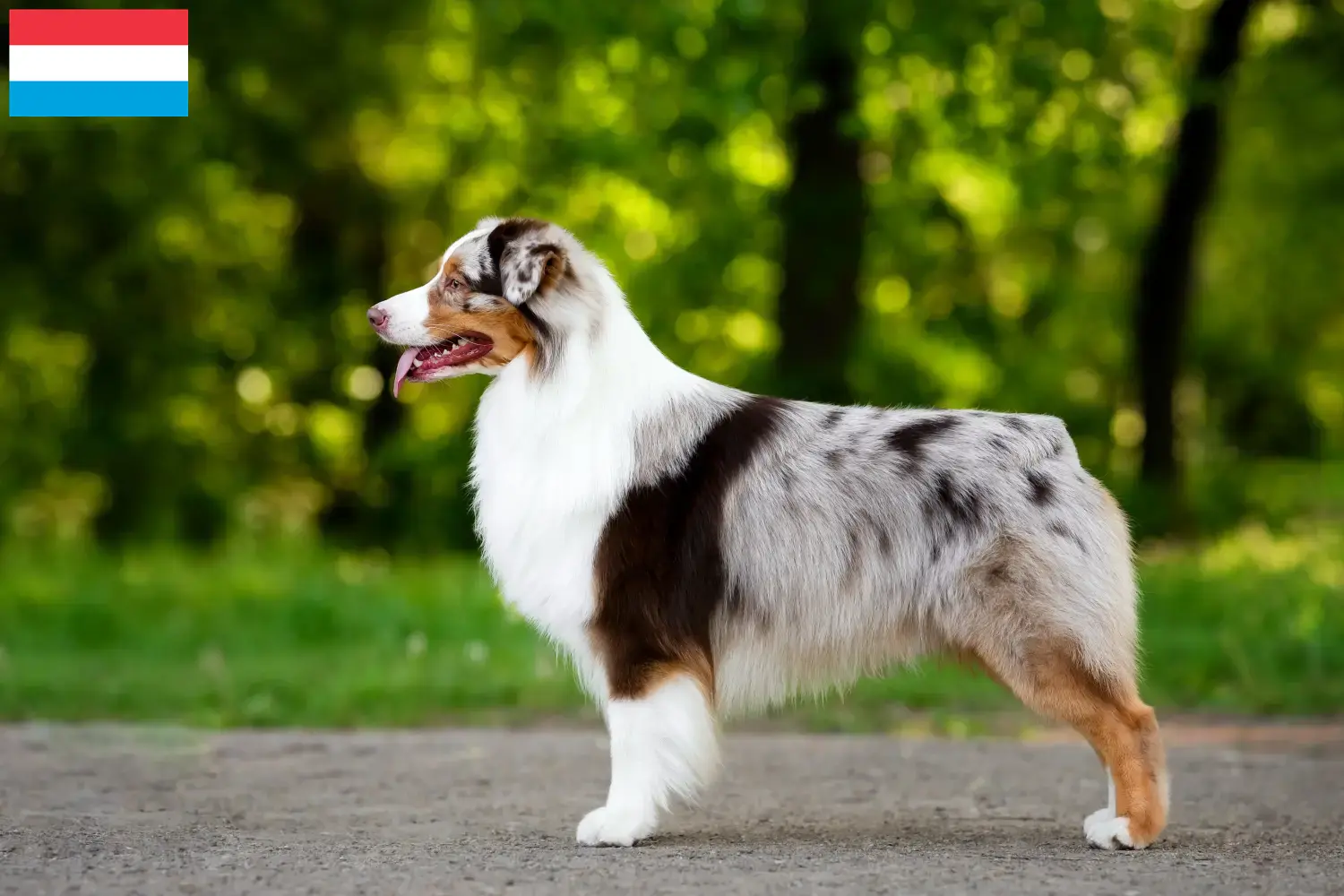 Read more about the article Australian Shepherd breeders and puppies in Luxembourg