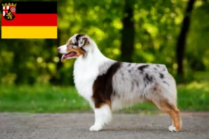 Read more about the article Australian Shepherd breeders and puppies in Rhineland-Palatinate