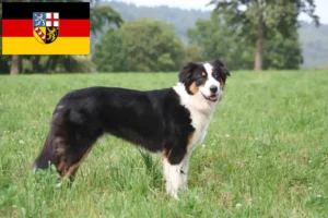 Read more about the article Australian Shepherd breeders and puppies in Saarland