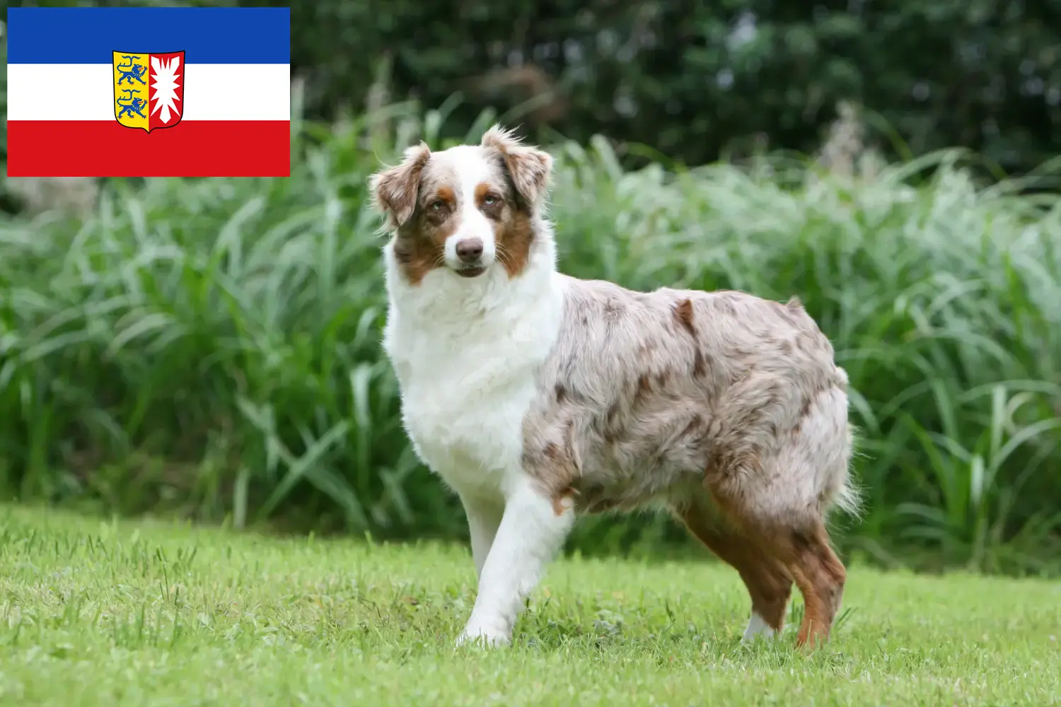 Read more about the article Australian Shepherd breeders and puppies in Schleswig-Holstein