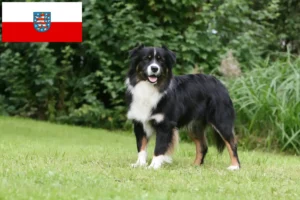 Read more about the article Australian Shepherd breeders and puppies in Thuringia