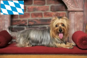 Read more about the article Australian Silky Terrier breeders and puppies in Bavaria