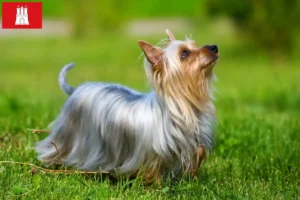 Read more about the article Australian Silky Terrier breeder and puppies in Hamburg