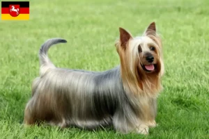 Read more about the article Australian Silky Terrier breeders and puppies in Lower Saxony