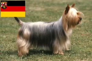 Read more about the article Australian Silky Terrier breeders and puppies in Rhineland-Palatinate