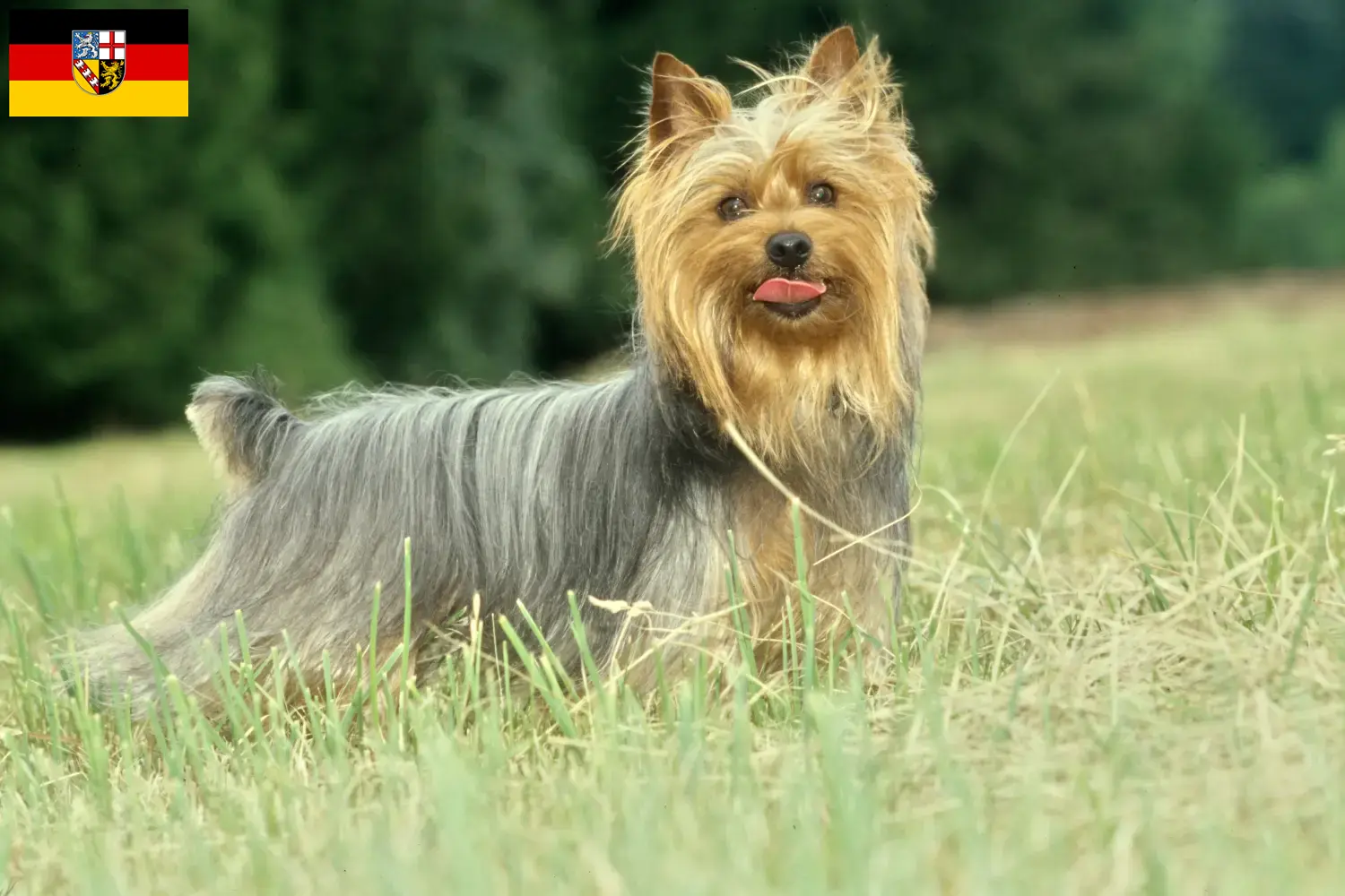 Read more about the article Australian Silky Terrier breeders and puppies in Saarland