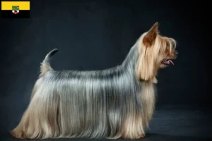 Read more about the article Australian Silky Terrier breeders and puppies in Saxony-Anhalt