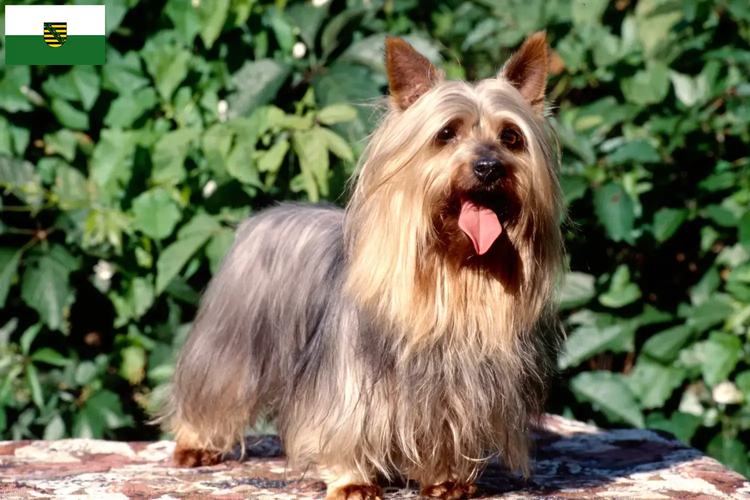 Read more about the article Australian Silky Terrier breeders and puppies in Saxony