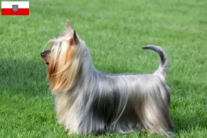Read more about the article Australian Silky Terrier breeders and puppies in Thuringia