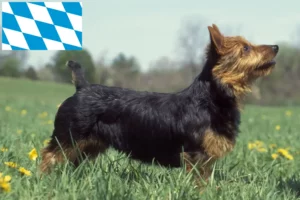 Read more about the article Australian Terrier breeders and puppies in Bavaria