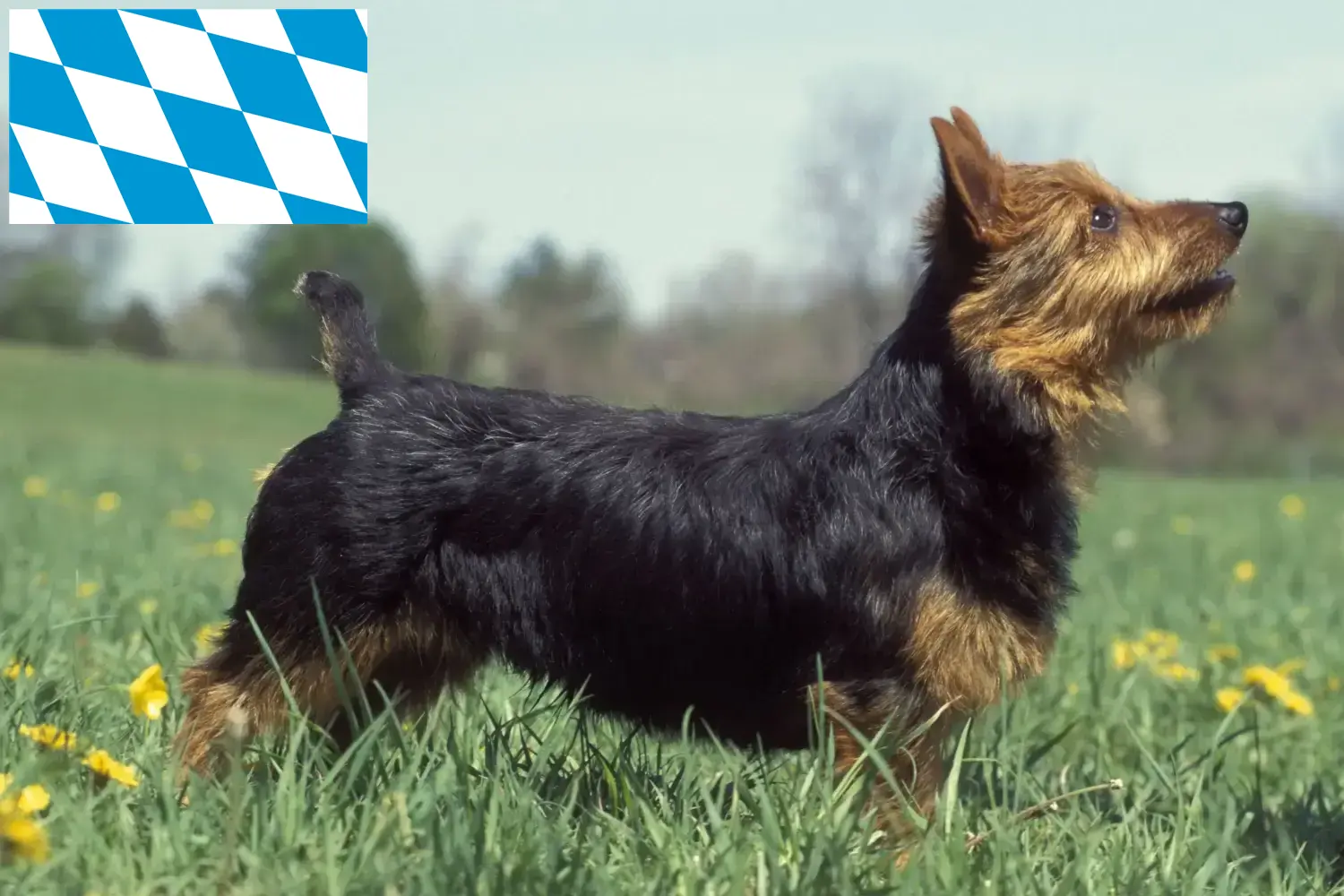 Read more about the article Australian Terrier breeders and puppies in Bavaria