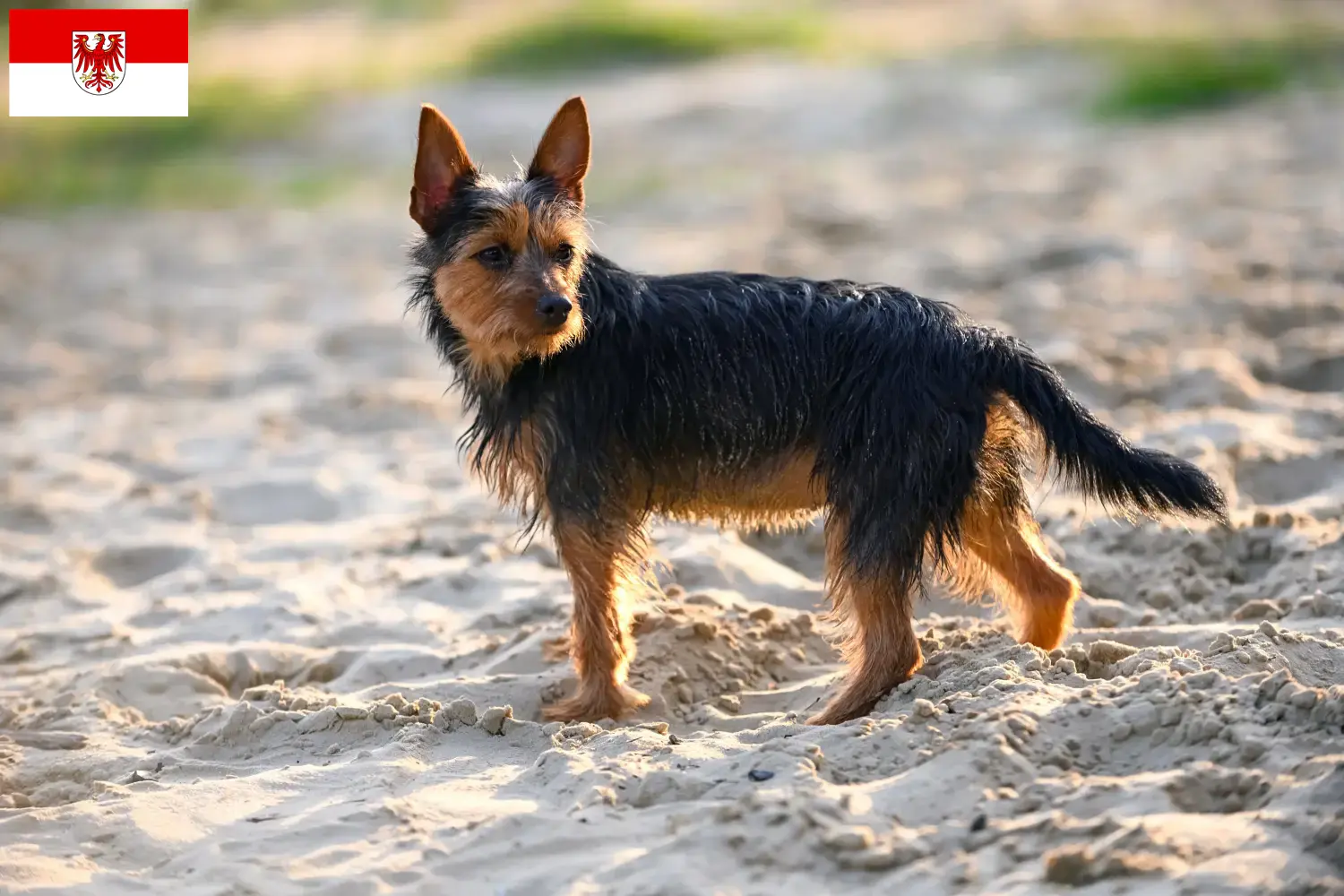 Read more about the article Australian Terrier breeders and puppies in Brandenburg