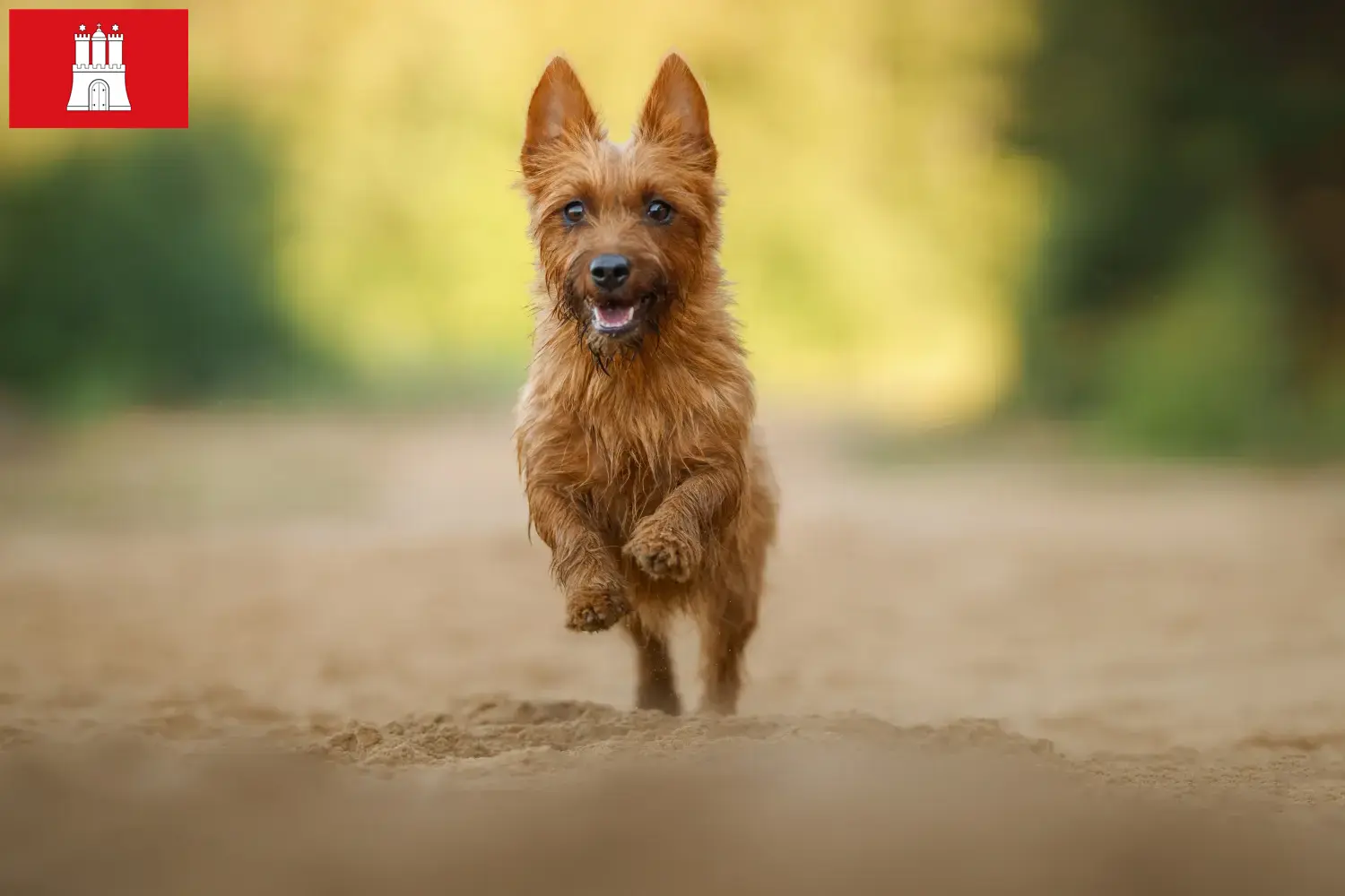 Read more about the article Australian Terrier breeders and puppies in Hamburg