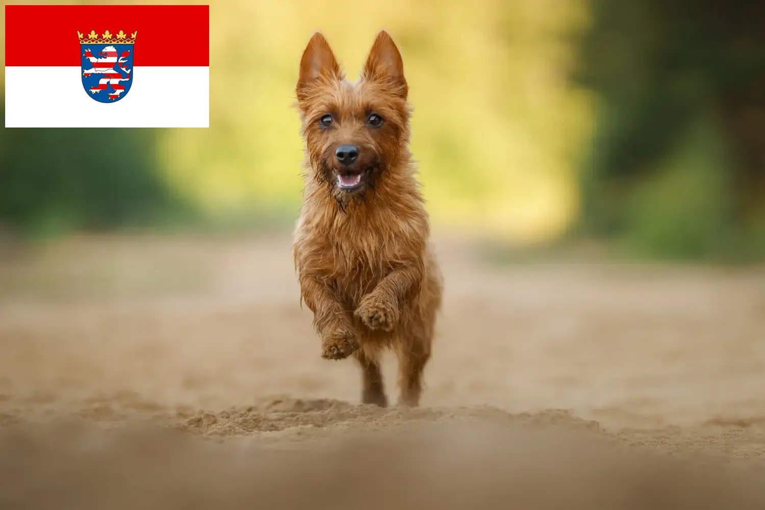 Read more about the article Australian Terrier breeders and puppies in Hessen