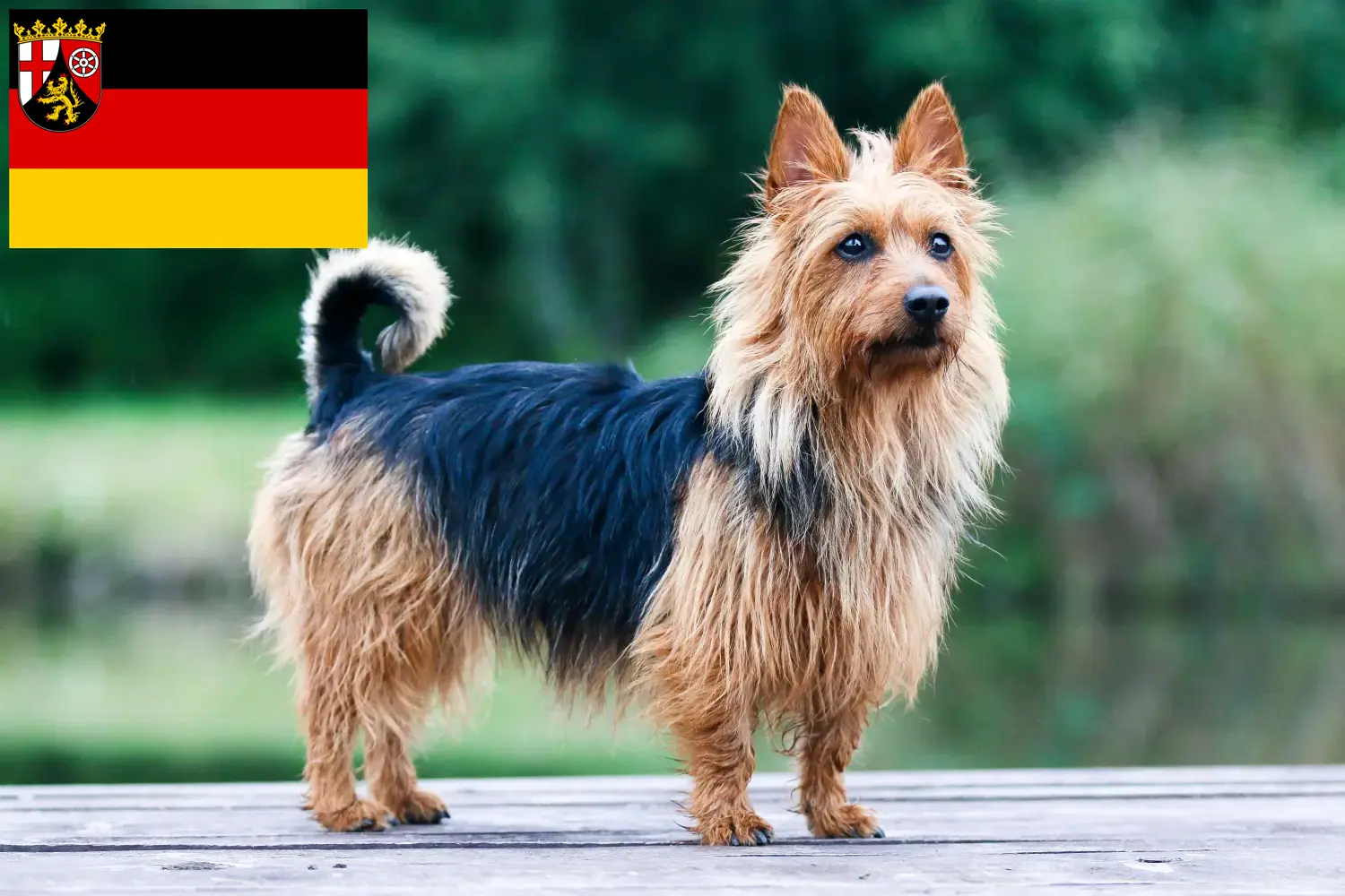 Read more about the article Australian Terrier breeders and puppies in Rhineland-Palatinate