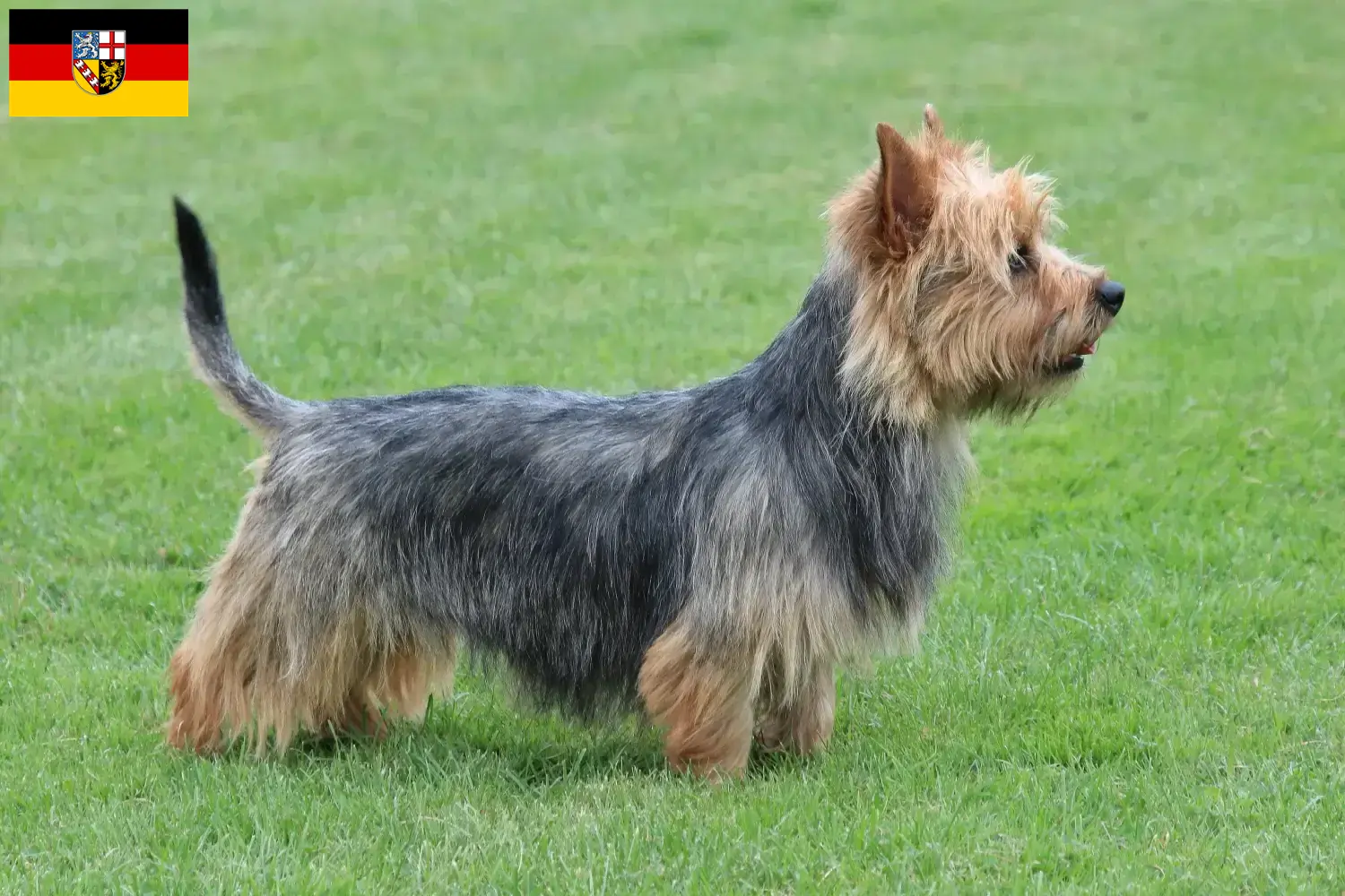 Read more about the article Australian Terrier breeders and puppies in Saarland