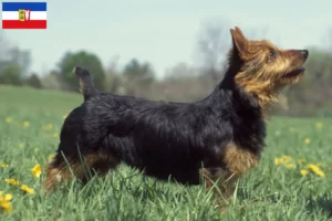 Read more about the article Australian Terrier breeders and puppies in Schleswig-Holstein