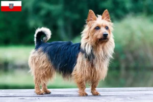 Read more about the article Australian Terrier breeders and puppies in Thuringia