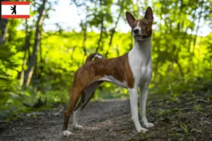 Read more about the article Basenji breeders and puppies in Berlin