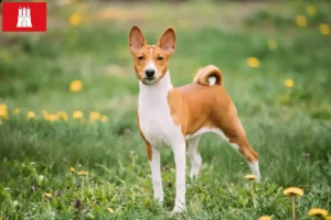 Read more about the article Basenji breeders and puppies in Hamburg