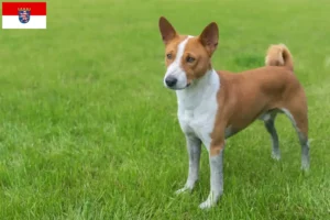 Read more about the article Basenji breeders and puppies in Hessen