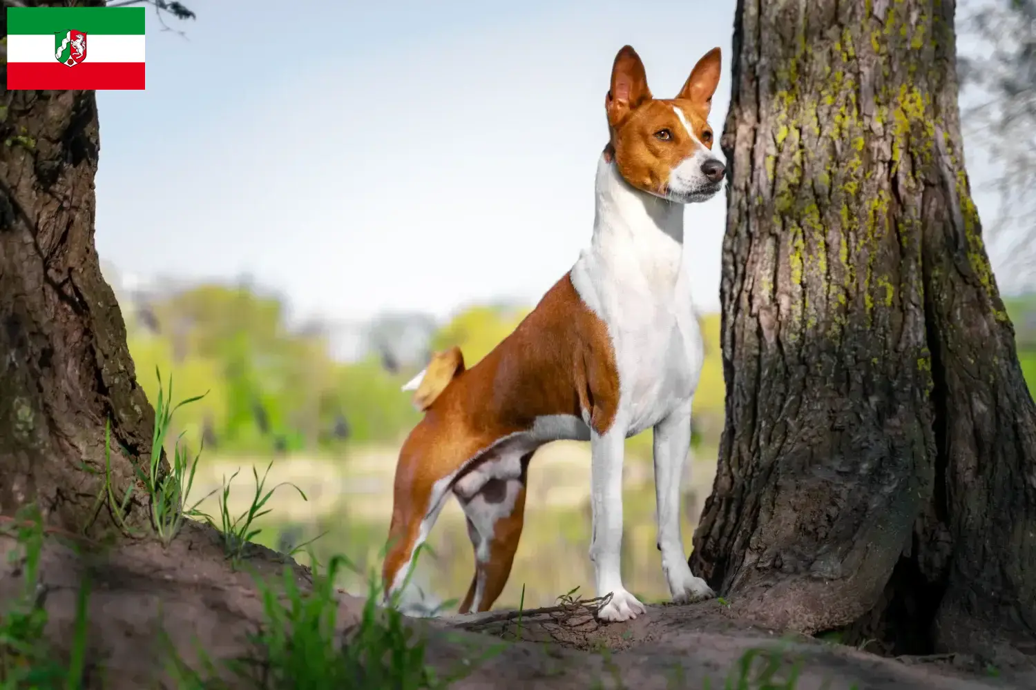 Read more about the article Basenji breeders and puppies in North Rhine-Westphalia