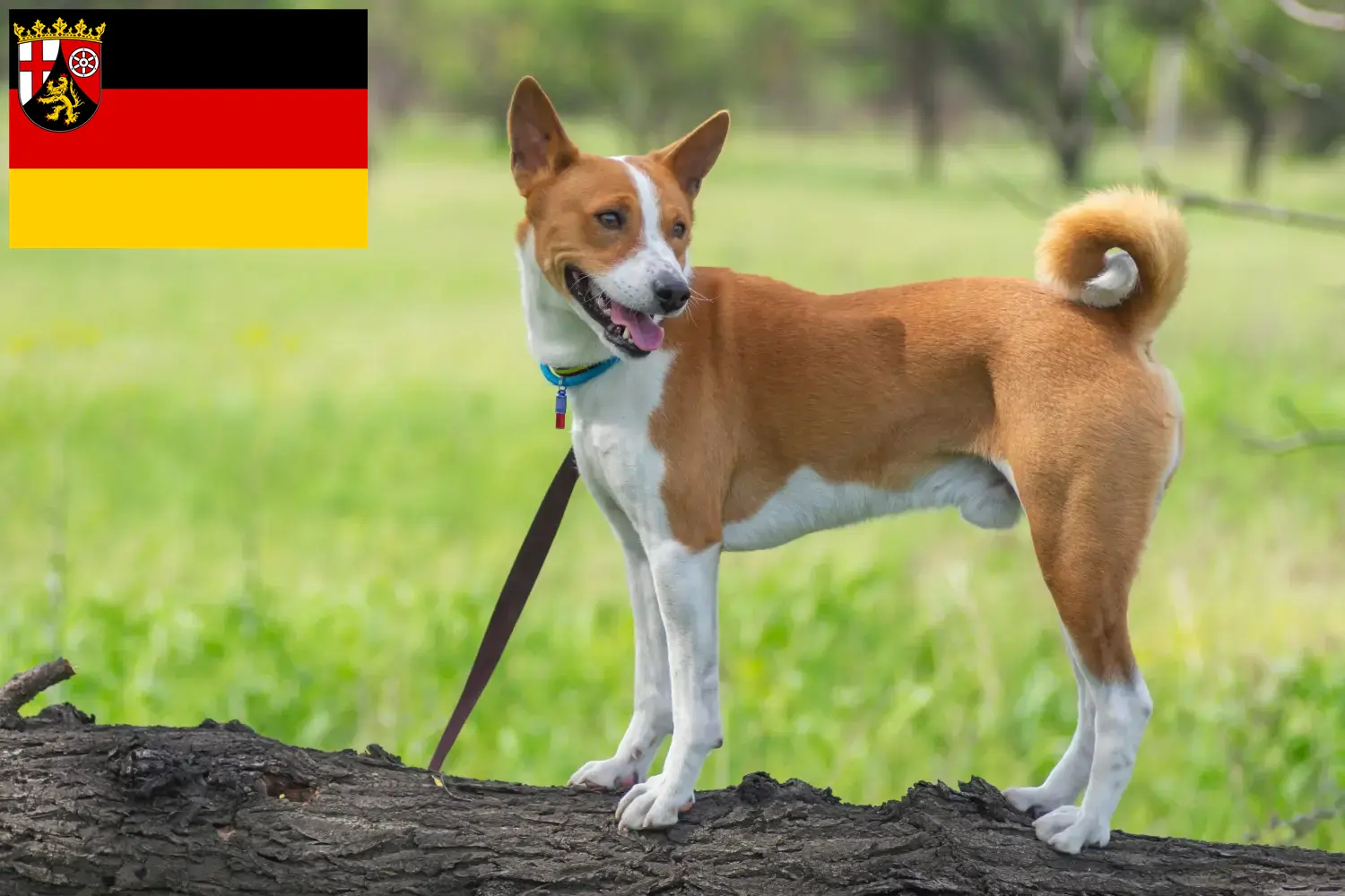 Read more about the article Basenji breeders and puppies in Rhineland-Palatinate