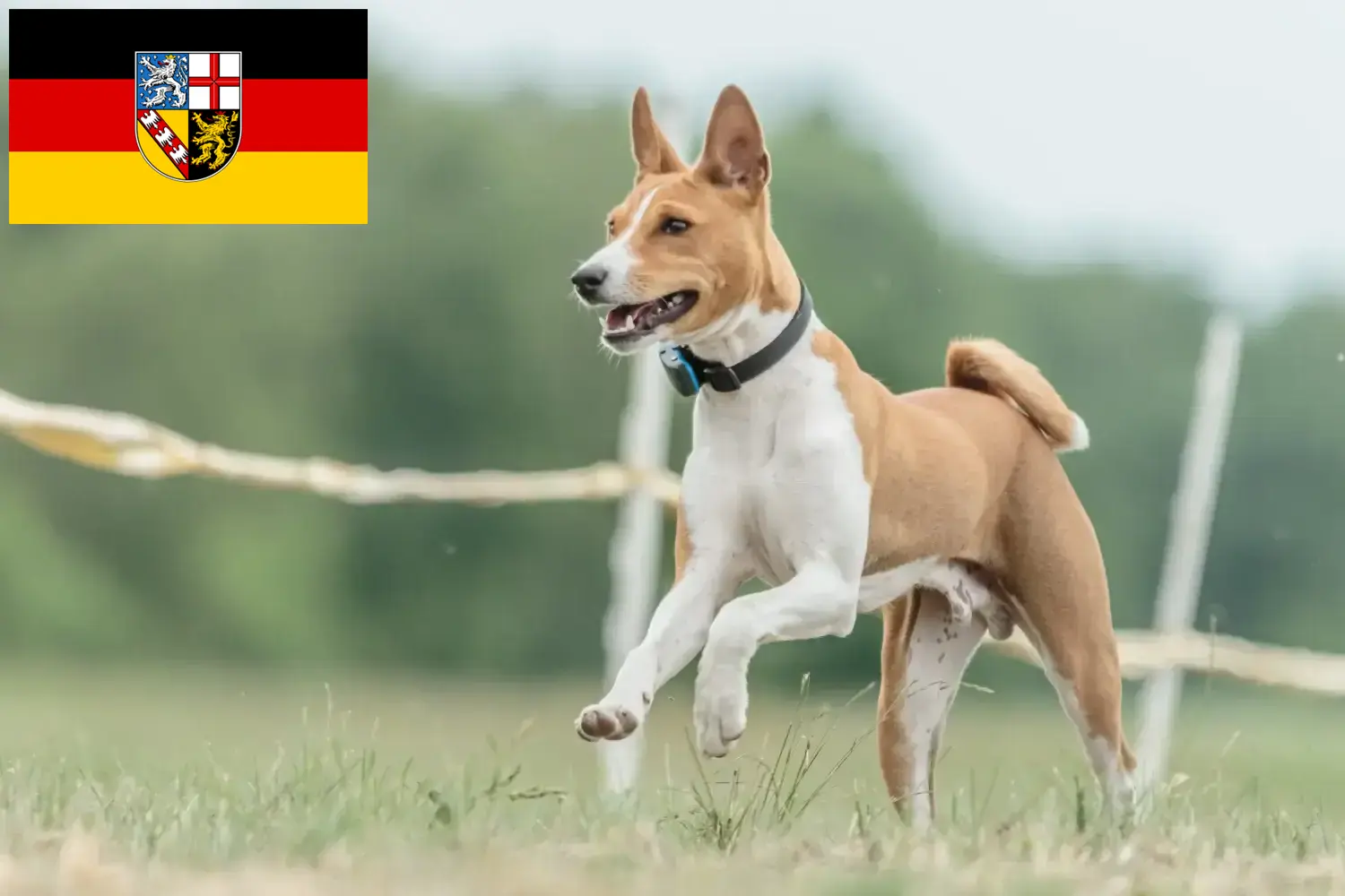 Read more about the article Basenji breeders and puppies in Saarland