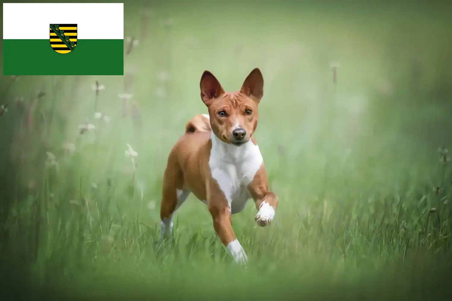 Read more about the article Basenji breeders and puppies in Saxony