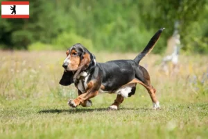 Read more about the article Basset Hound breeders and puppies in Berlin
