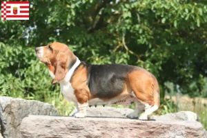 Read more about the article Basset Hound breeders and puppies in Bremen