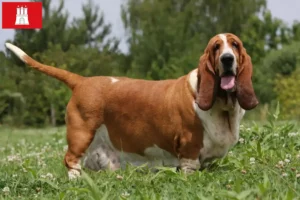 Read more about the article Basset Hound breeders and puppies in Hamburg