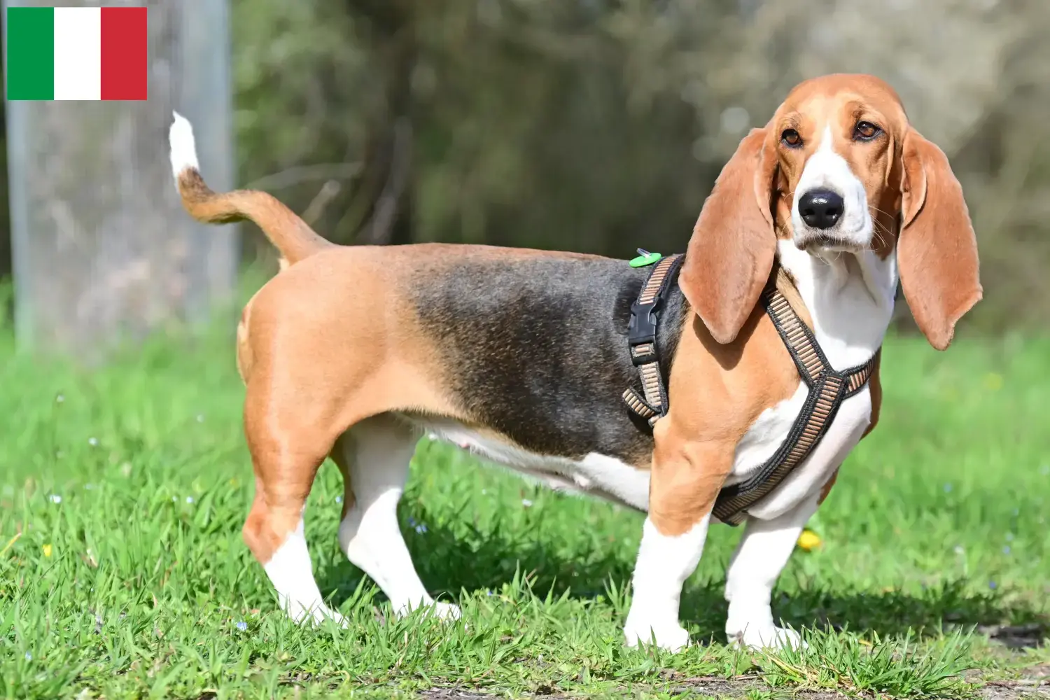 Read more about the article Basset Hound breeders and puppies in Italy