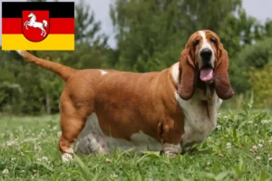 Read more about the article Basset Hound breeders and puppies in Lower Saxony