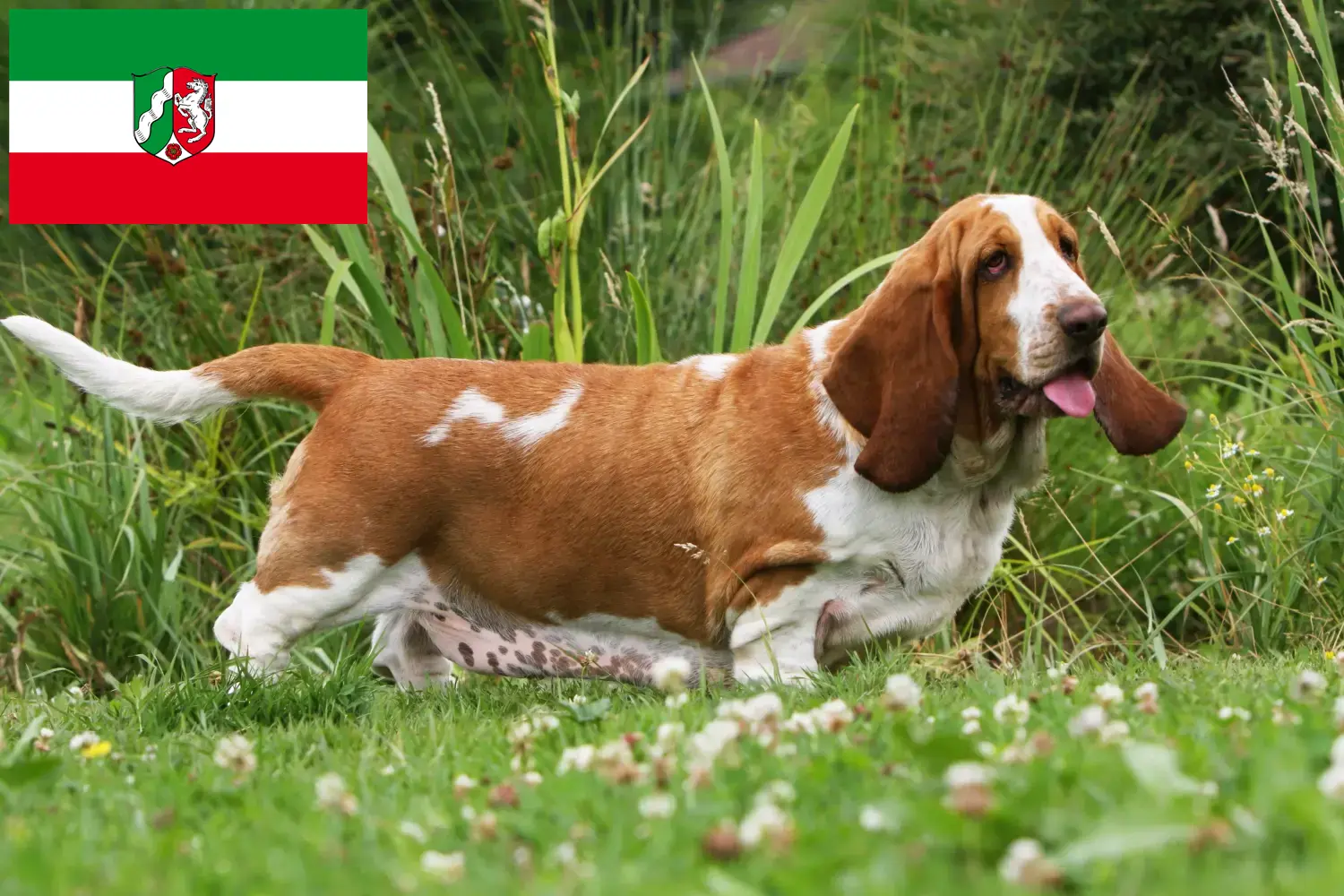 Read more about the article Basset Hound breeders and puppies in North Rhine-Westphalia