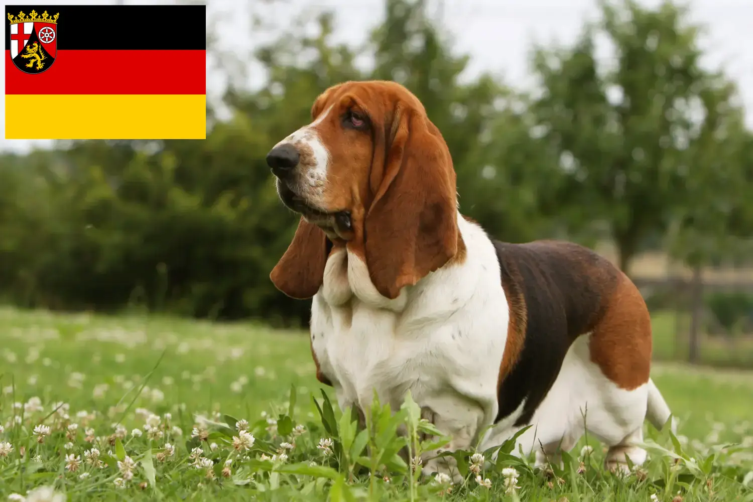 Read more about the article Basset Hound breeders and puppies in Rhineland-Palatinate