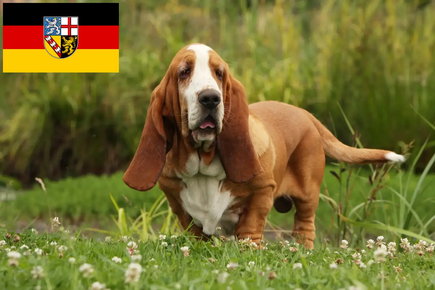 Read more about the article Basset Hound breeders and puppies in Saarland