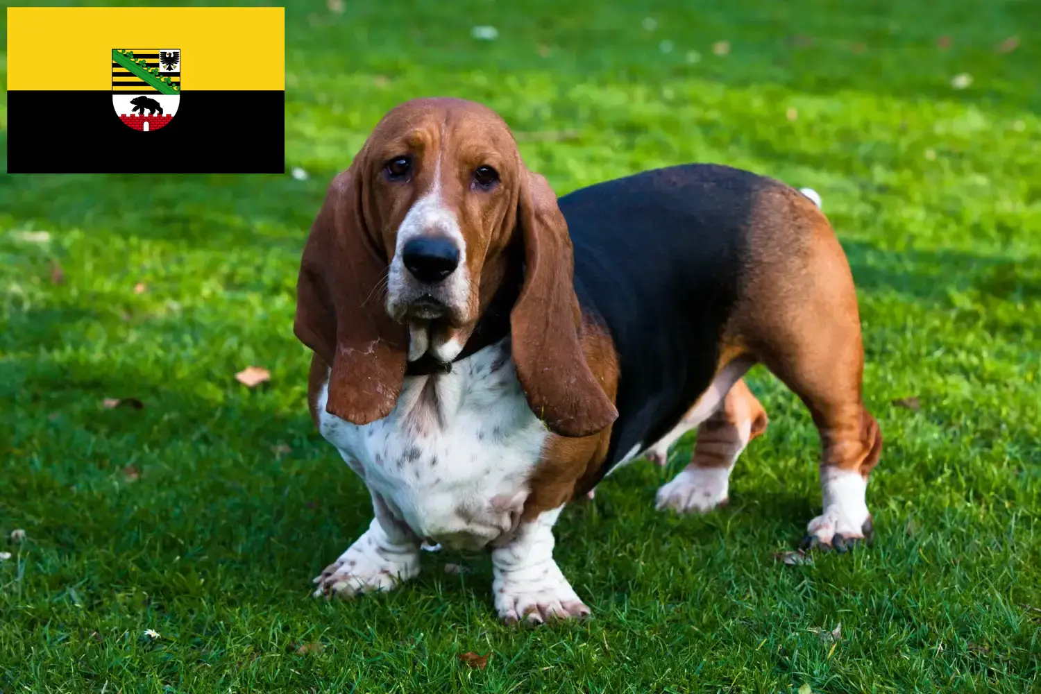 Read more about the article Basset Hound breeders and puppies in Saxony-Anhalt