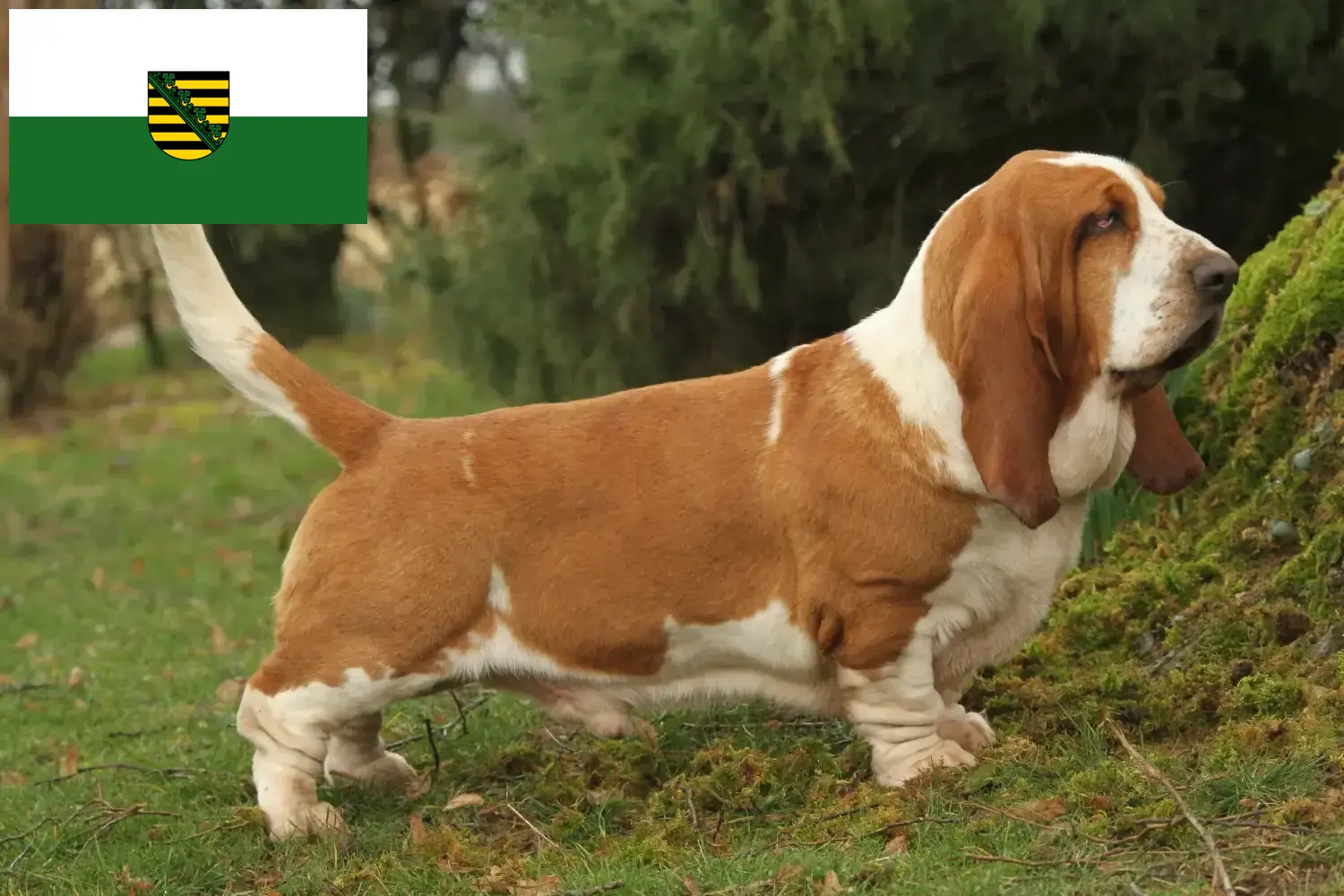 Read more about the article Basset Hound breeders and puppies in Saxony