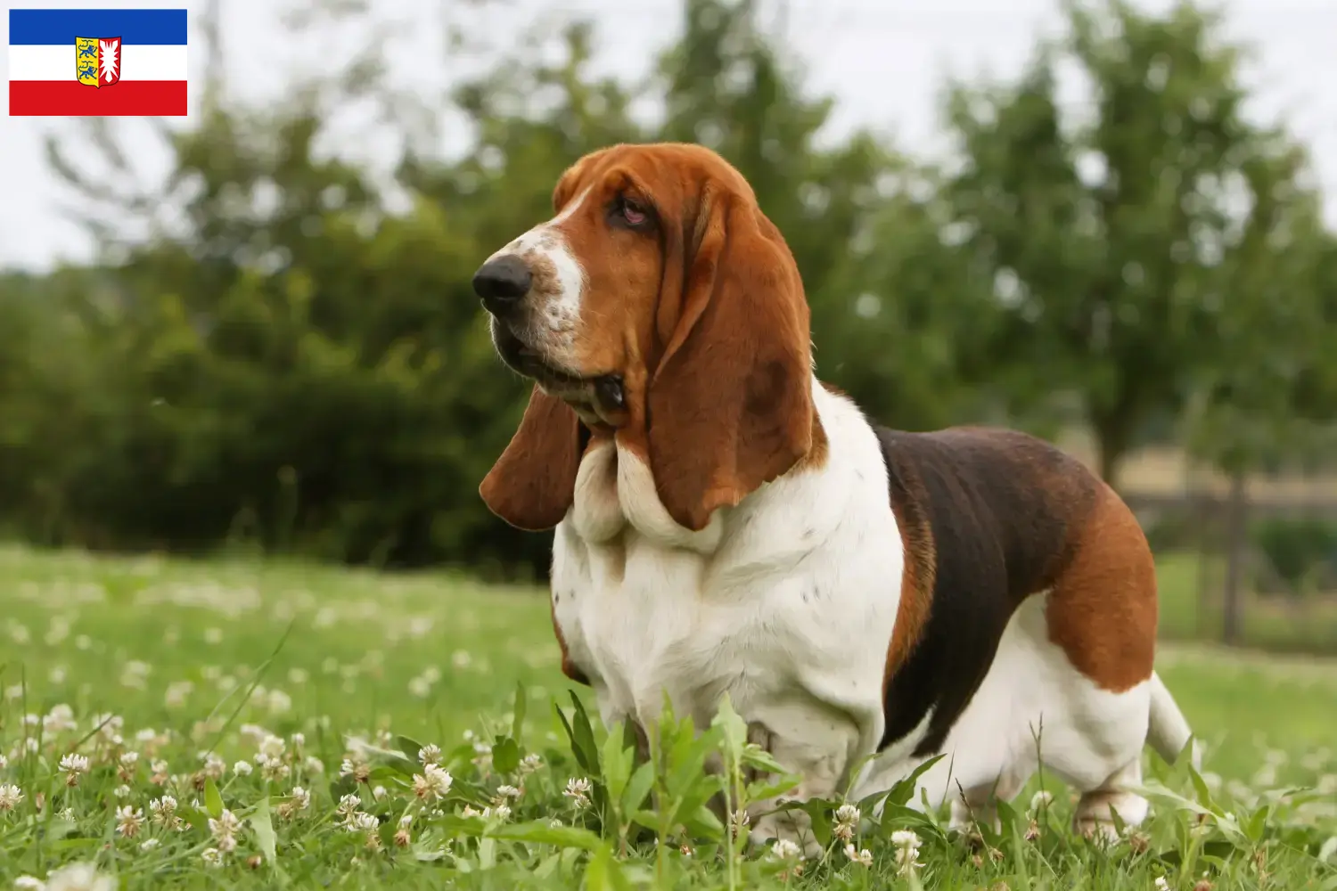 Read more about the article Basset Hound breeders and puppies in Schleswig-Holstein