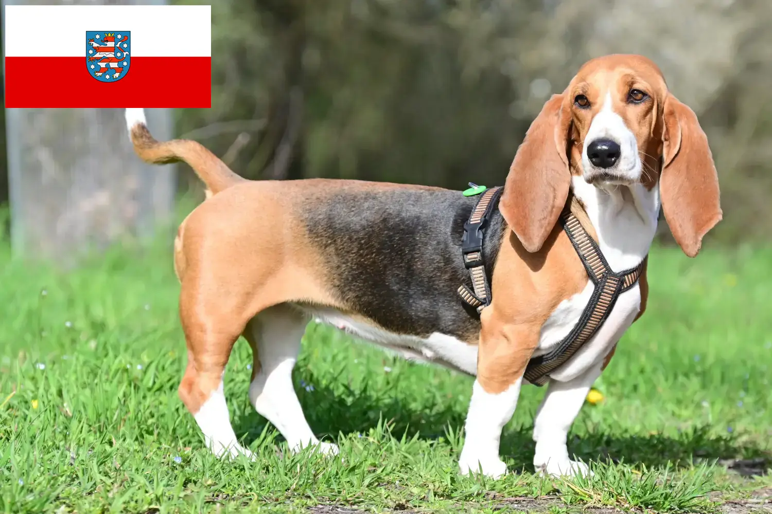 Read more about the article Basset Hound breeders and puppies in Thuringia