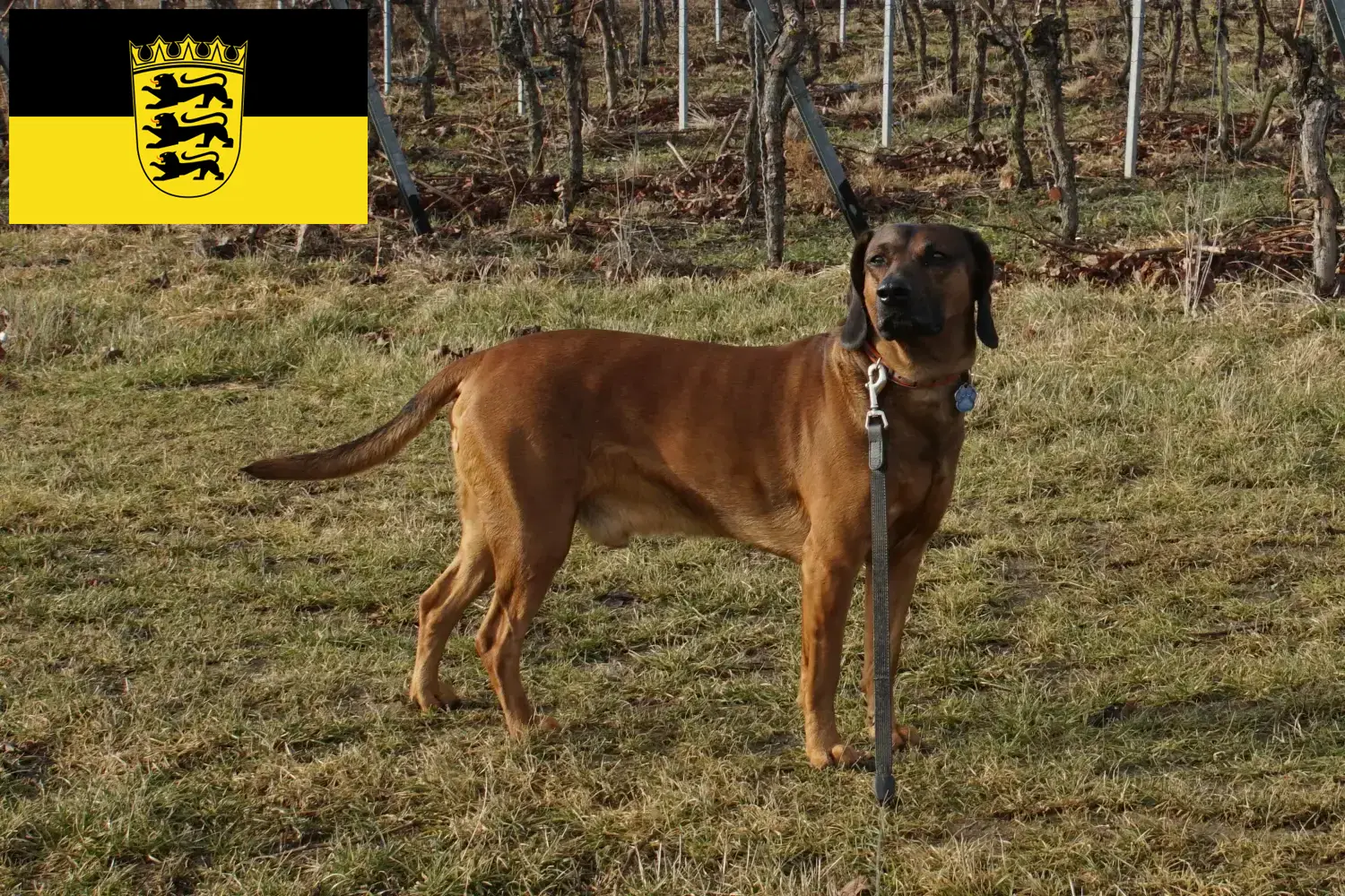 Read more about the article Bavarian Mountain Hound breeders and puppies in Baden-Württemberg