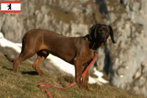 Read more about the article Bavarian Mountain Hound breeders and puppies in Berlin