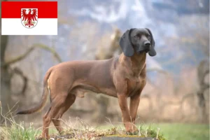 Read more about the article Bavarian Mountain Hound breeders and puppies in Brandenburg
