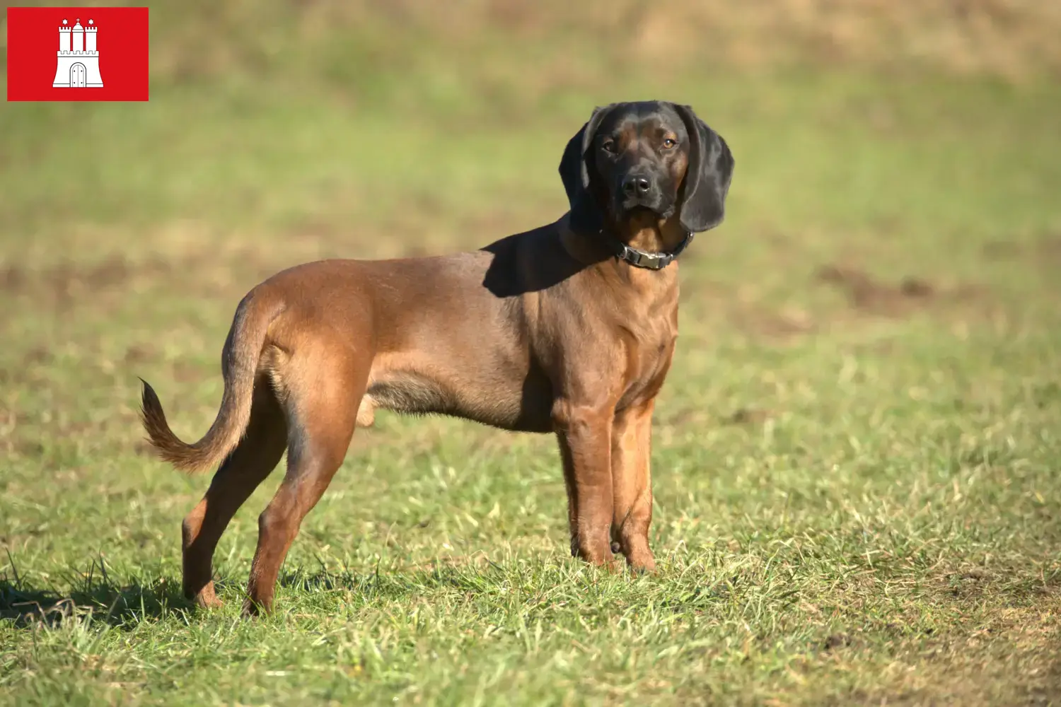 Read more about the article Bavarian Mountain Hound breeder and puppies in Hamburg