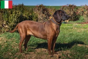 Read more about the article Bavarian Mountain Hound breeders and puppies in Italy