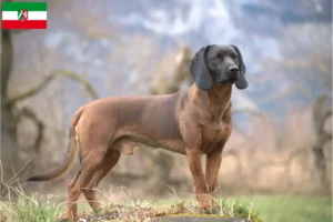 Read more about the article Bavarian Mountain Hound breeders and puppies in North Rhine-Westphalia