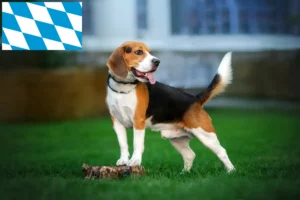 Read more about the article Beagle breeders and puppies in Bavaria